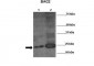 RUVBL2 antibody - N-terminal region