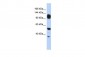 WDHD1 antibody - middle region