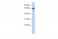 PPARG antibody - N-terminal region