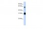 SOX15 antibody - middle region