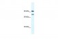 ZFHX1B antibody - N-terminal region