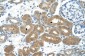 FOXP2 antibody - N-terminal region