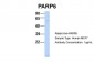 PARP6 antibody - N-terminal region