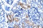 ATF2 antibody - C-terminal region