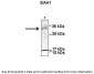 SIAH1 antibody - N-terminal region