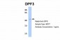 DPF3 antibody - middle region