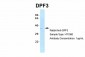 DPF3 antibody - middle region
