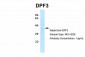 DPF3 antibody - middle region