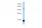 CBX3 antibody - middle region