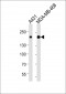 AM7628b-EGFR-Antibody