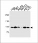 Hsp90 Antibody