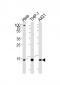 VAMP8 Antibody (N-term)