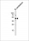 GABAA Receptor, α6-Subunit Antibody