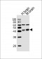 WNT16 Antibody (C-term)