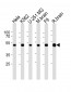 COPS2 Antibody (N-term)