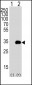 APG5 Antibody