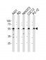 SRC Antibody(N-term)