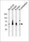 SYN1 Antibody (C-term)