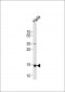 FIS1 Antibody (N-term)