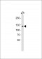 Mouse Sirt1 Antibody (C-term)