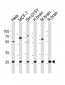 NTF3 Antibody (Center)