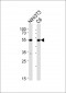 (Mouse) Srf Antibody (C-term)