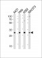 CDK5 Antibody (C-term)