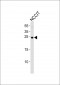 LIN28A Antibody (N-term)