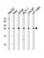 FGF8 Antibody (N-term)