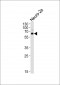 PRKAA1/2 Antibody (N-term)