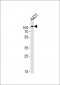 IARS2 Antibody (N-term)