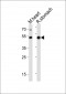 Gata6 Antibody (C-term)
