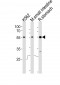 Mouse Frk Antibody (C-term)