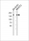 Mouse Ntrk1 Antibody (Center)