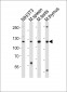 (Mouse) Trim24 Antibody (C-term)