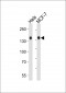 STAG2 Antibody (N-term)