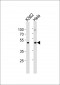 Mouse Actl6a Antibody (C-term)