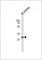 Mouse Hes1 Antibody (Center)
