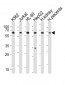 EPOR Antibody (C-term)