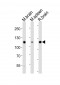 Mouse Ptk2b Antibody (P769)