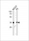 (Mouse) Sox2 Antibody (N-term)