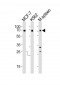 RBBP5 Antibody (C-term)