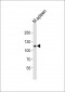 MOUSE Bcar3 Antibody (C-term)