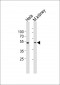 WWTR1 Antibody (C-term)