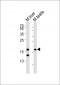 (Mouse) Dppa3 Antibody (C-term)