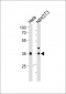 WDR5 Antibody (C-term)