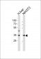 (Mouse) Wdr5 Antibody