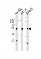 FOXA2 Antibody (C-term)