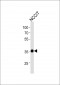 SOX2 Antibody (N-term)