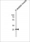 OLIG3 Antibody (Center)